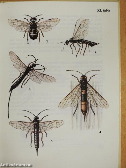 Legyek, hangyák, méhek, darazsak