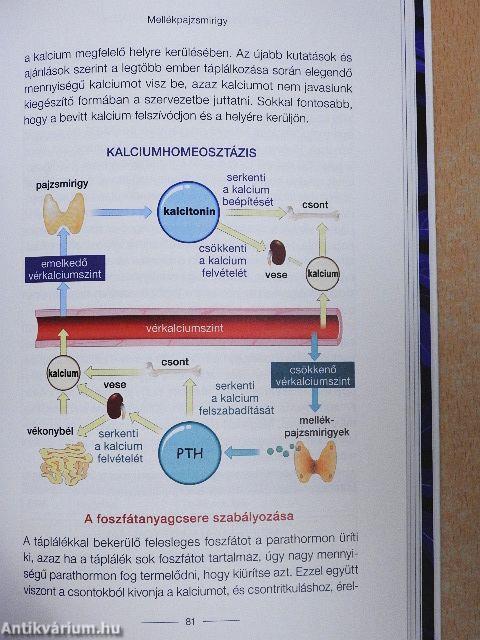 Egészséges hormonrendszer