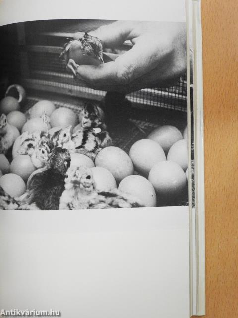 Ez elment vadászni... (dedikált példány)