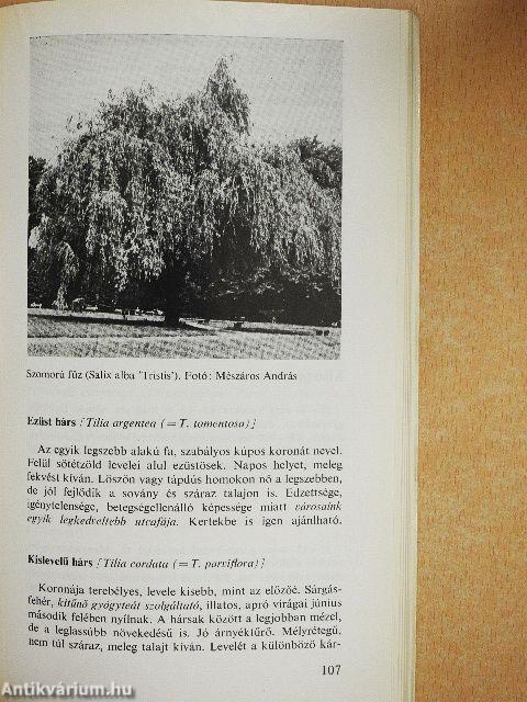 Lombhullató díszfák, díszcserjék a kertben