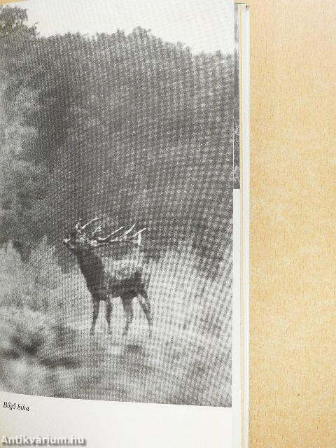 Egy marék vadászemlék