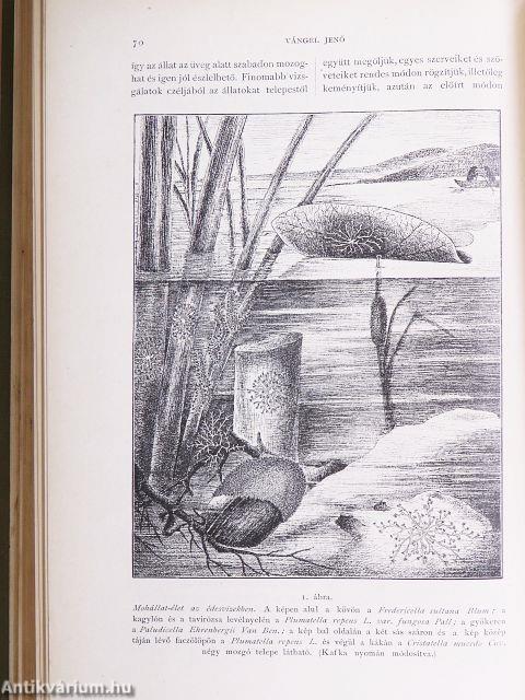 Természettudományi Közlöny 1894. január-december/Pótfüzetek a Természettudományi Közlönyhöz 1894. január-december