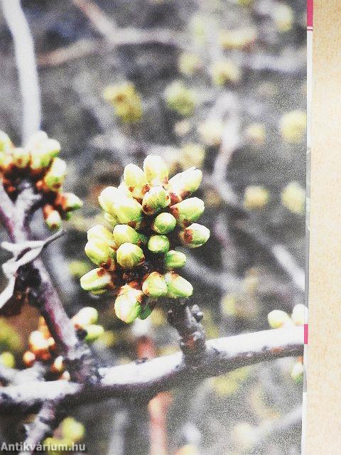 Angyali üzenet - CD-vel