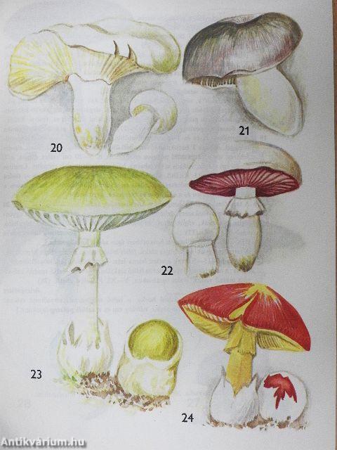 Kis növényhatározó