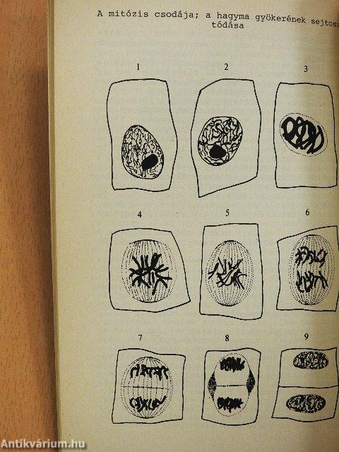 Származik az ember majomtól?