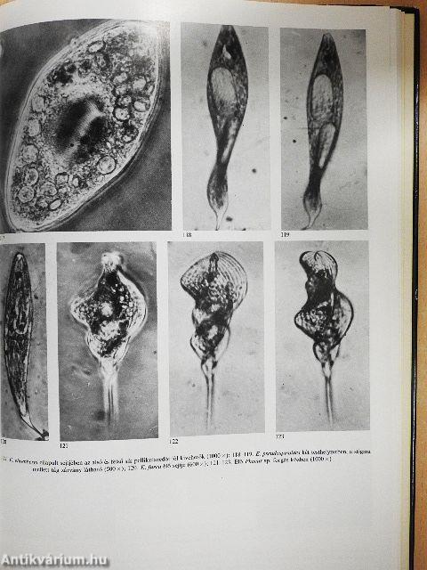 Mikroszkóp-mikrokozmosz