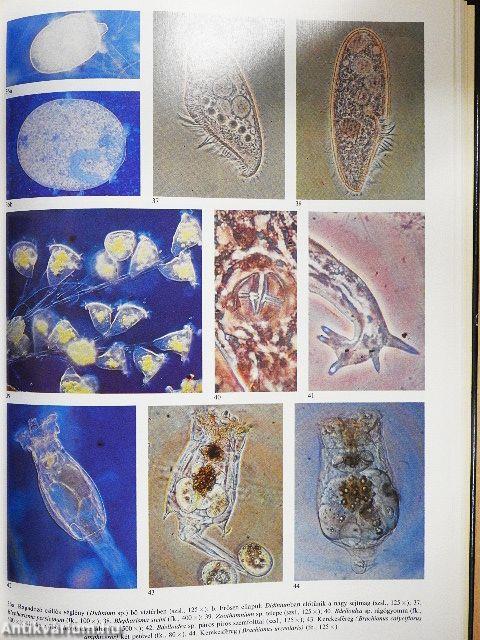 Mikroszkóp-mikrokozmosz
