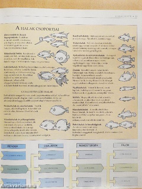 A tökéletes akvárium