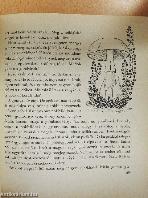 Kisanna Erdőországban