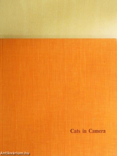 Cats in Camera