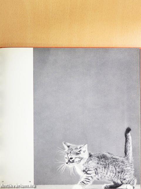 Cats in Camera