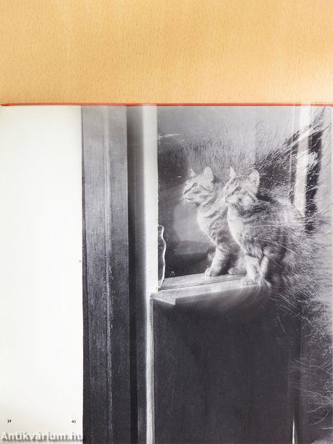 Cats in Camera