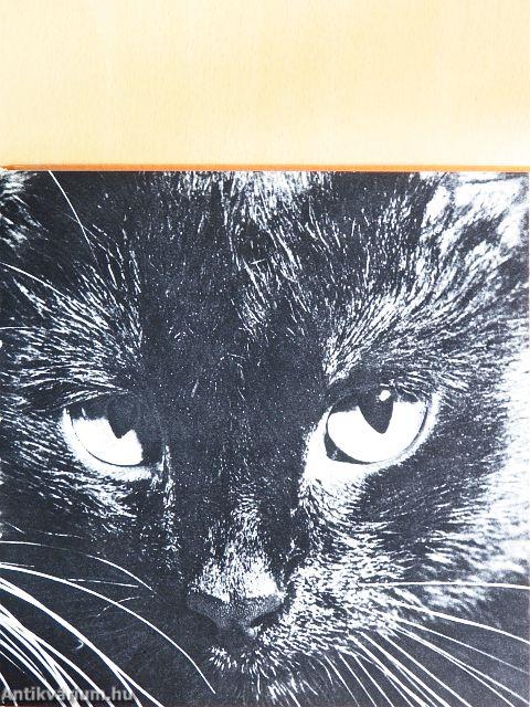 Cats in Camera