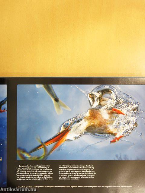 Kingfisher