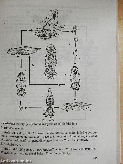 Állatrendszertani gyakorlatok I.