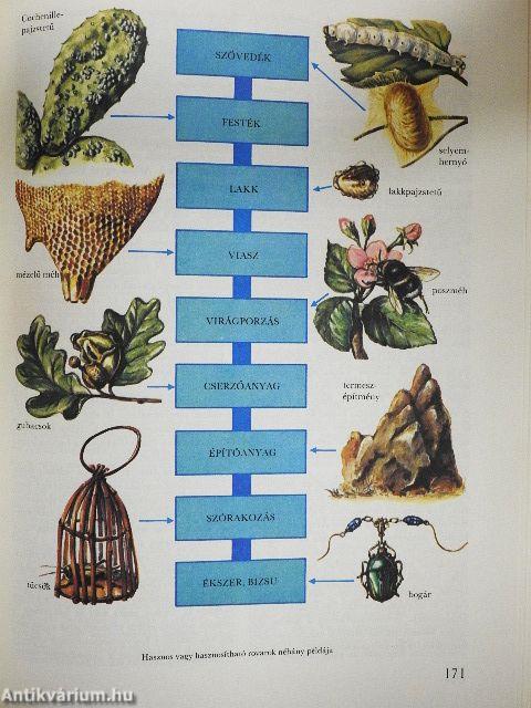 A csodálatos rovarvilág