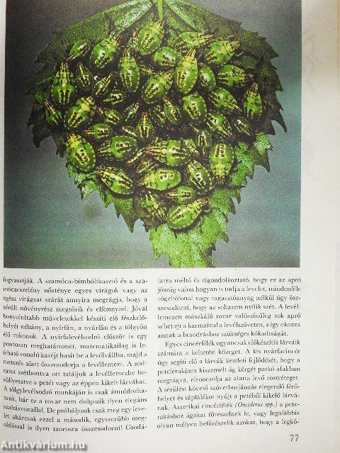 A csodálatos rovarvilág