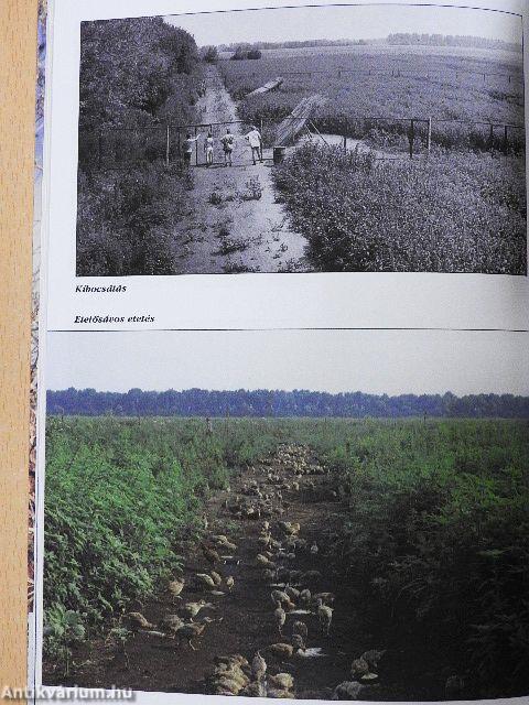 Apróvadgazdálkodásunk helyzete és fejlesztésének lehetősége