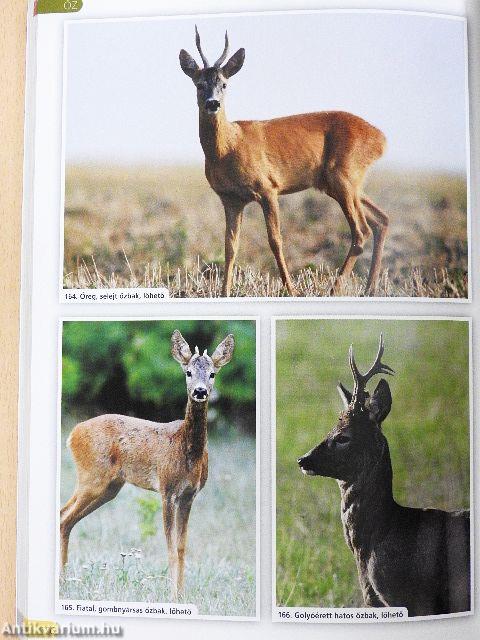 A vadászvizsga írásbeli tesztkérdései és képanyaga