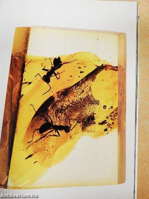 National Geographic November 2004