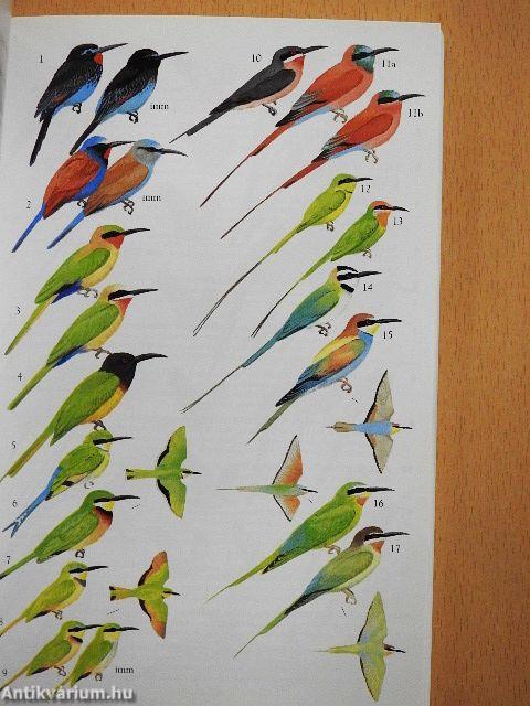 Birds of Western and Central Africa