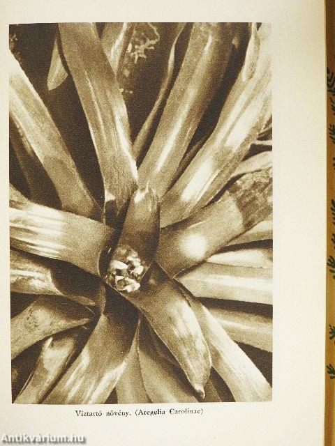 Kalandok a brazíliai őserdőben