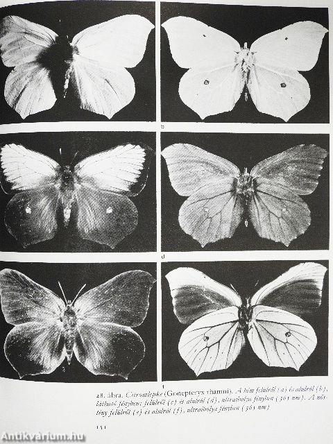 Illúzió a természetben és a művészetben