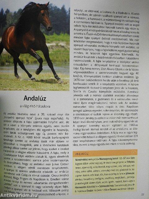 A világ legszebb lovai