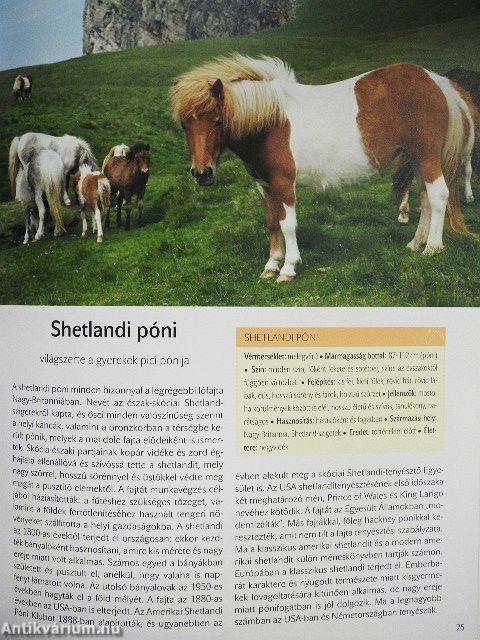 A világ legszebb lovai