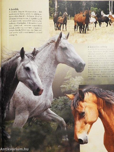 A legszebb lovak