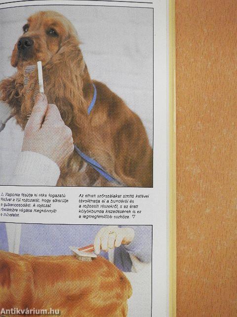 Az amerikai és az angol cocker spániel