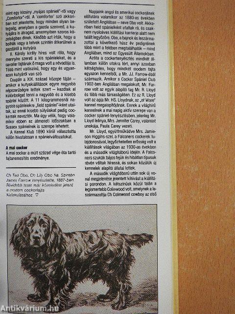 Az amerikai és az angol cocker spániel