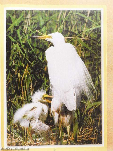 Magyarország legszebb madarai