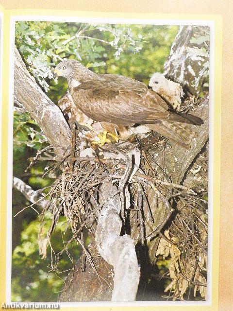 Magyarország legszebb madarai