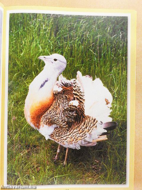 Magyarország legszebb madarai