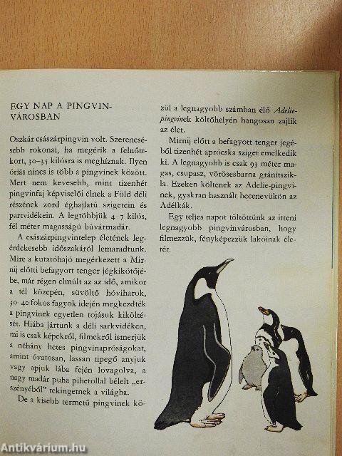 Amiről a jégvilág mesél