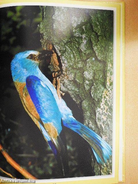 Magyarország legszebb madarai