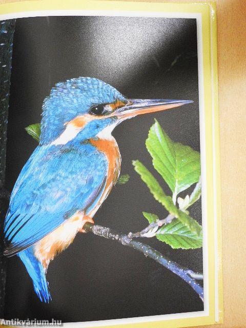 Magyarország legszebb madarai