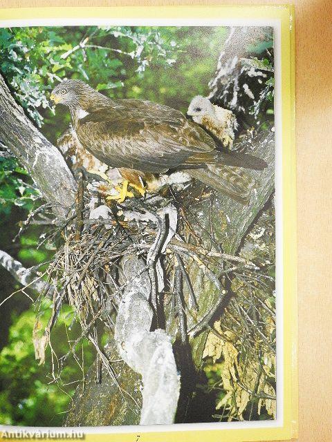 Magyarország legszebb madarai