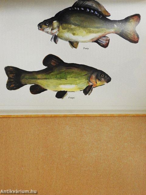 Halbiológia és haltenyésztés