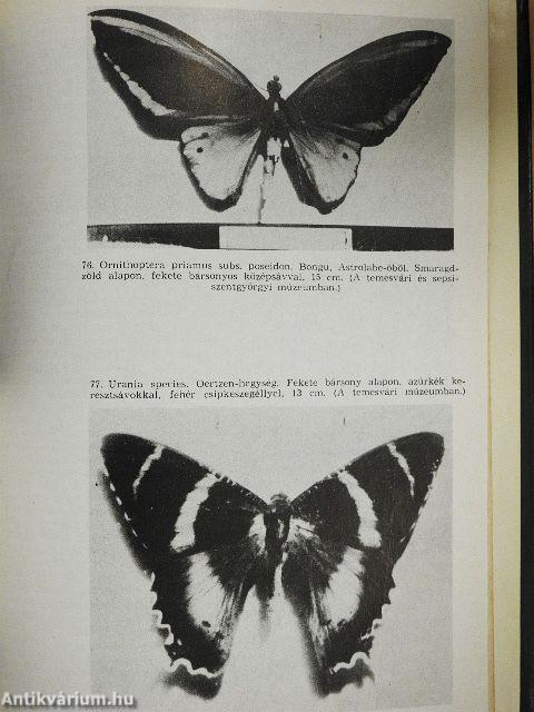 A Szilágyságtól Új-Guineáig