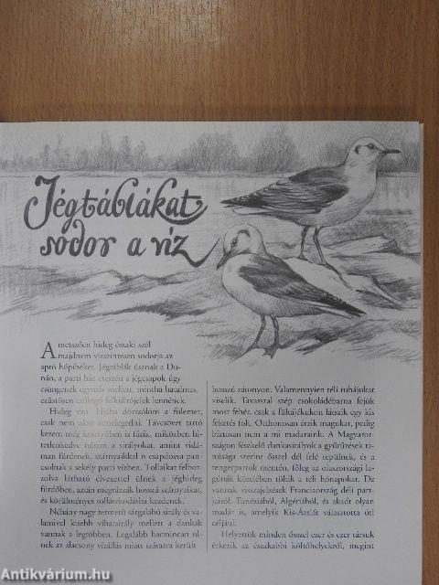 A vadludak vízre szállnak