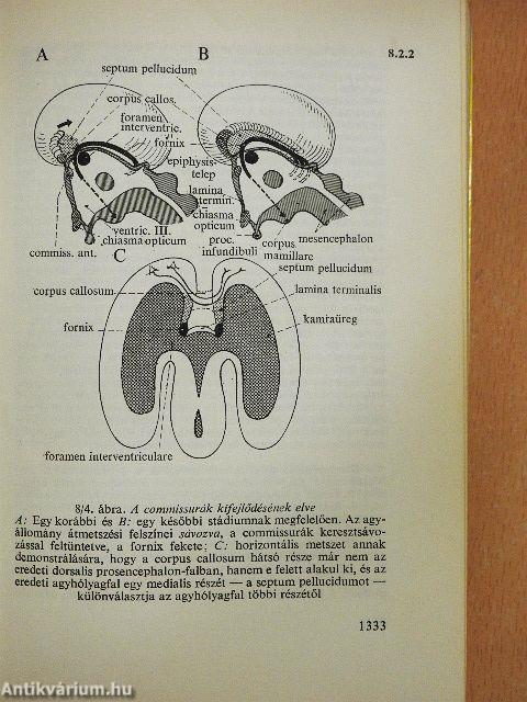 Functionalis anatomia 3.
