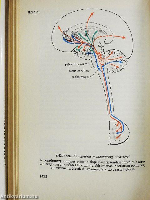 Functionalis anatomia 3.