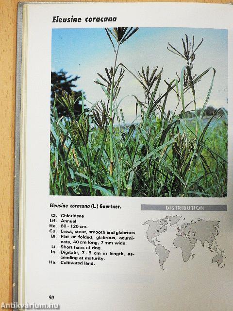 World Gramineous Plants
