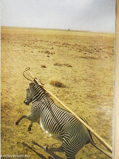 Szafári a Kilimandzsáró alatt