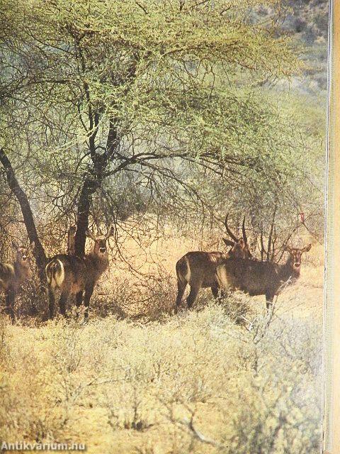 Szafári a Kilimandzsáró alatt