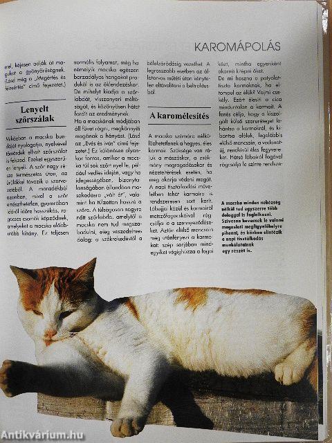 Értsük meg a cicánkat!