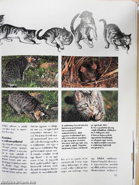 Értsük meg a cicánkat!
