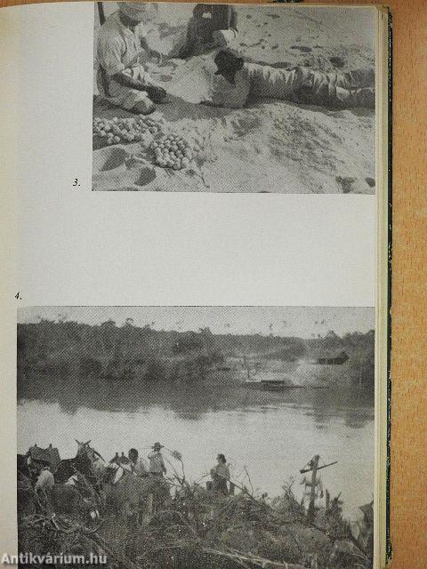 Brazília őserdeiben